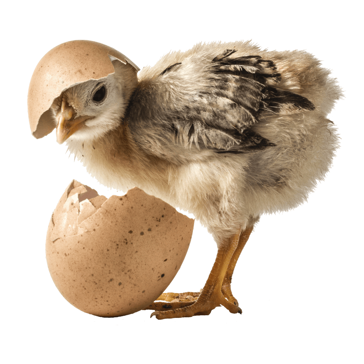 All Products of Henhouse Happy Henhouse