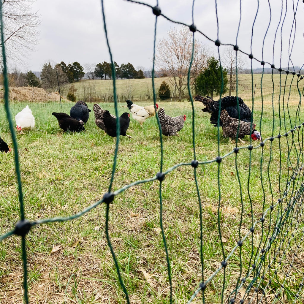 Chicken Neting Electric Poultry Netting 164ft - Portable Chicken Fence | Happy Henhouse